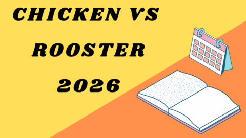 Chicken vs Rooster