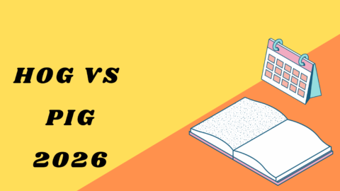Hog vs Pig