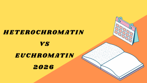 Heterochromatin vs Euchromatin