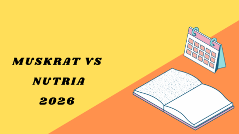Muskrat vs Nutria