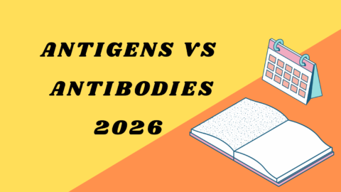 Antigens vs Antibodies
